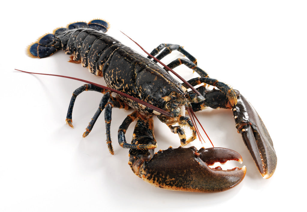 Live Local Lobster