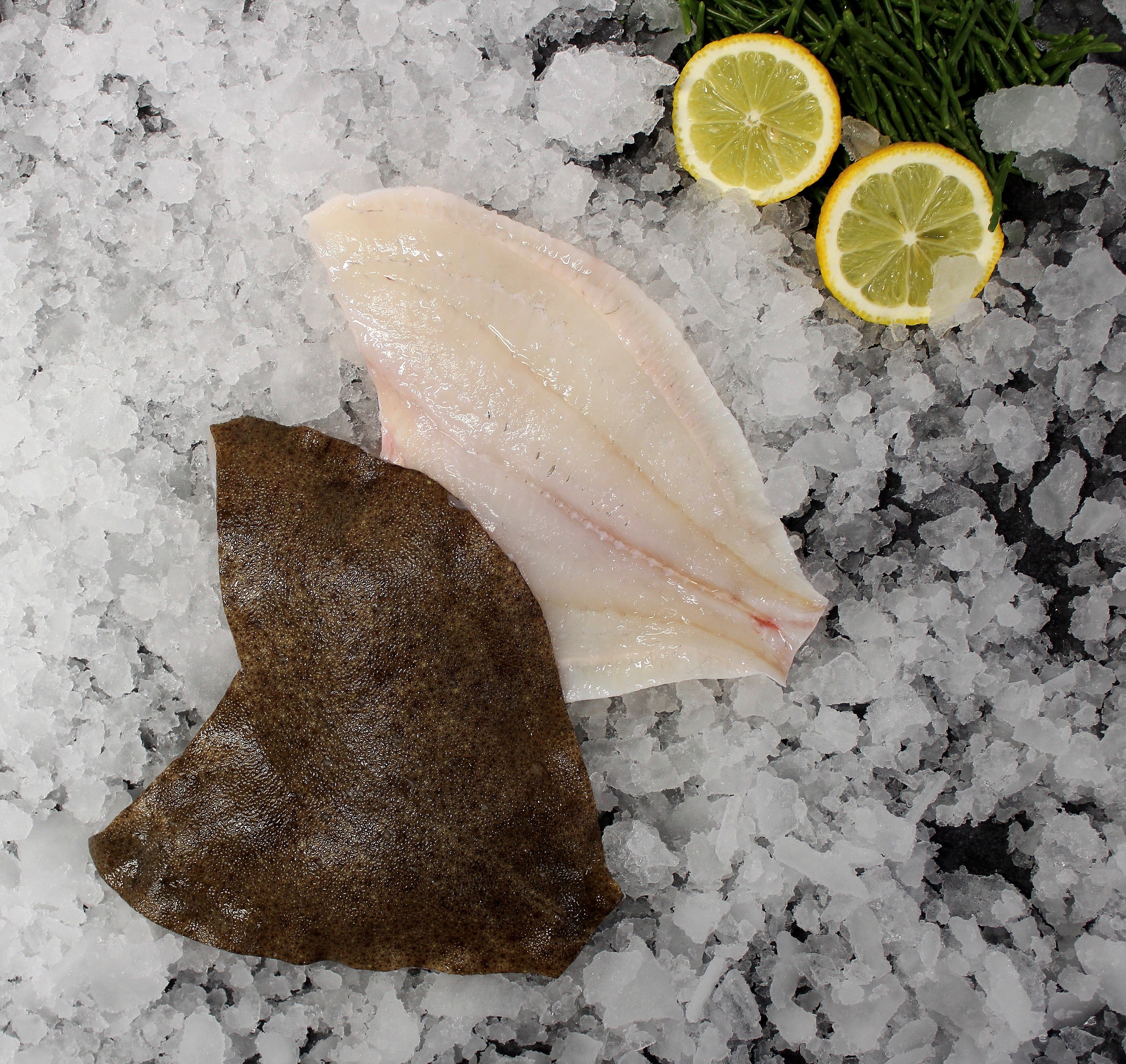 Fresh Turbot