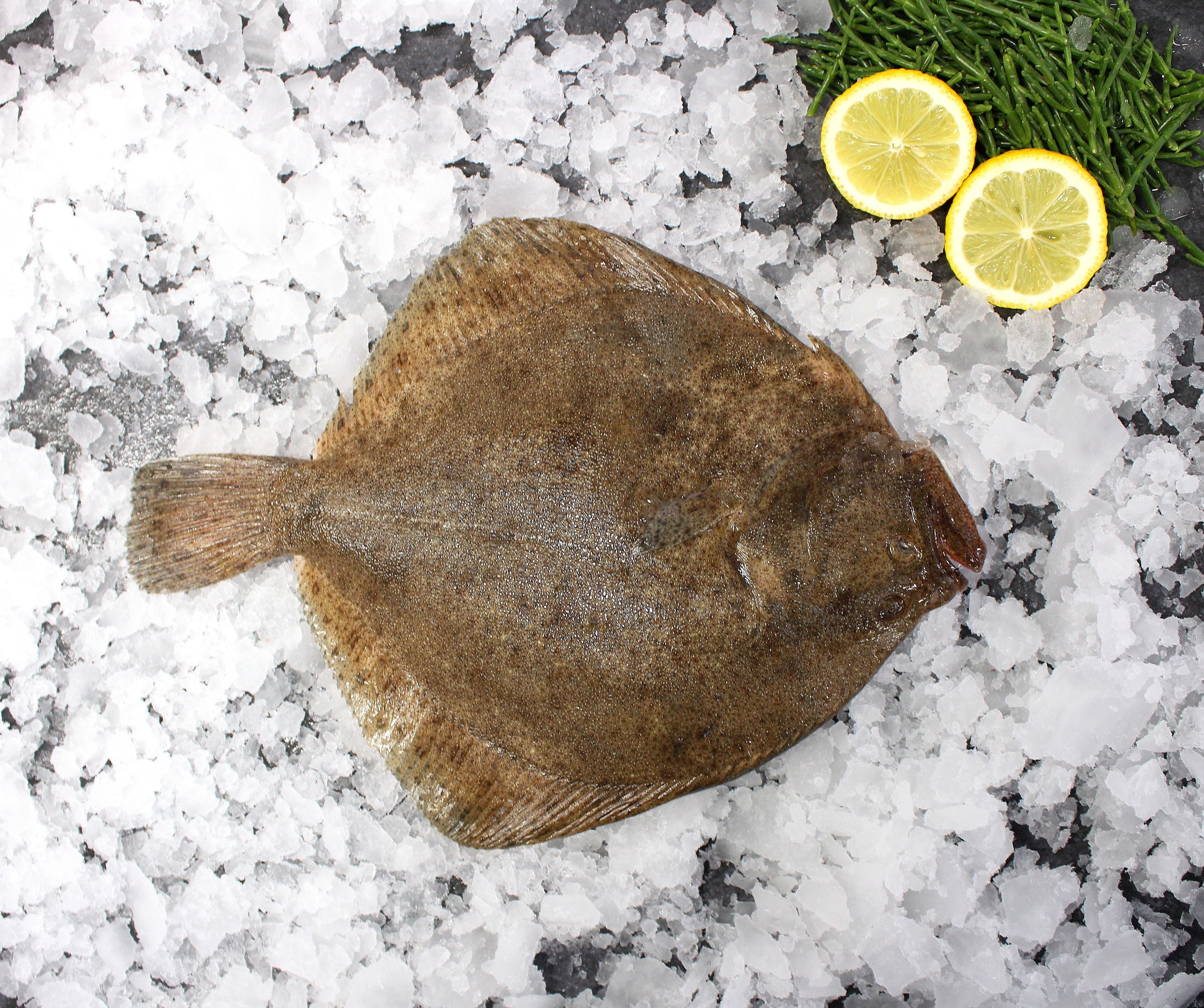 Fresh Turbot