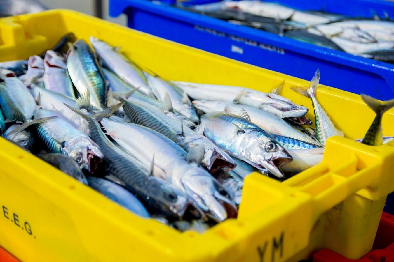 Fresh Mackerel