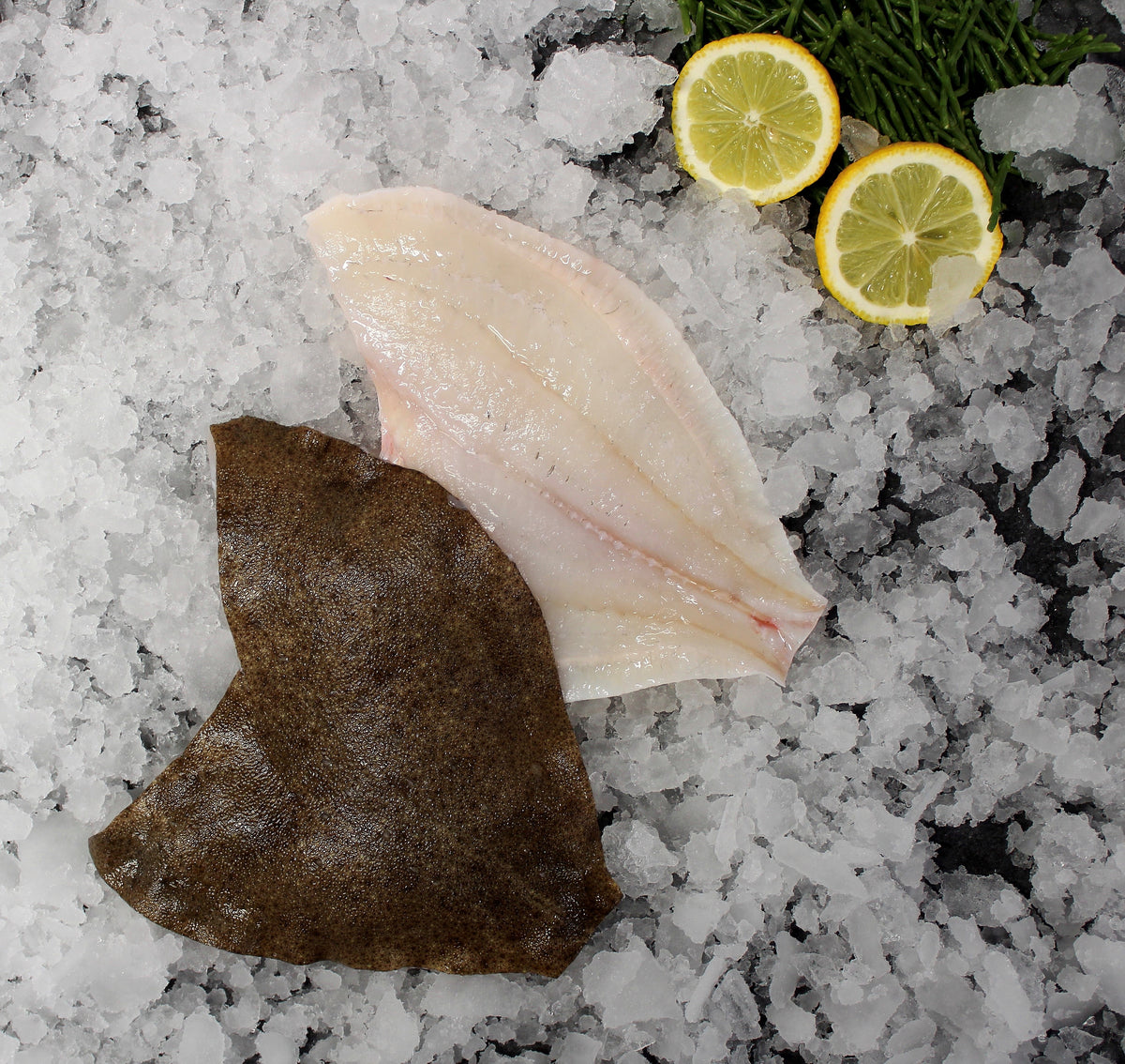 Fresh Turbot – S&J Fisheries