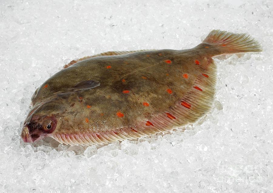 Fresh Plaice (1no) - S&J Fisheries