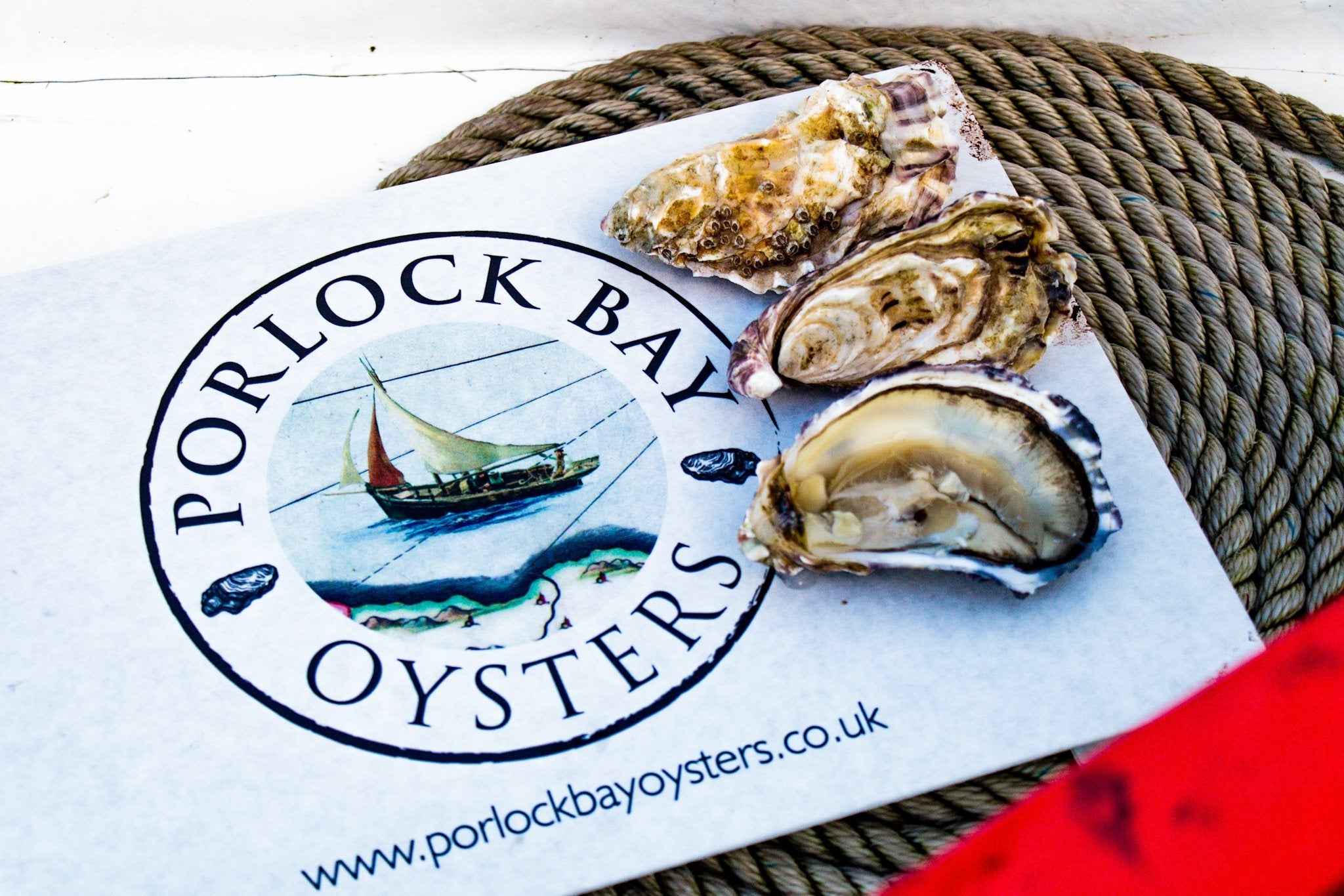 Live Rock Oyster (1no) - S&J Fisheries